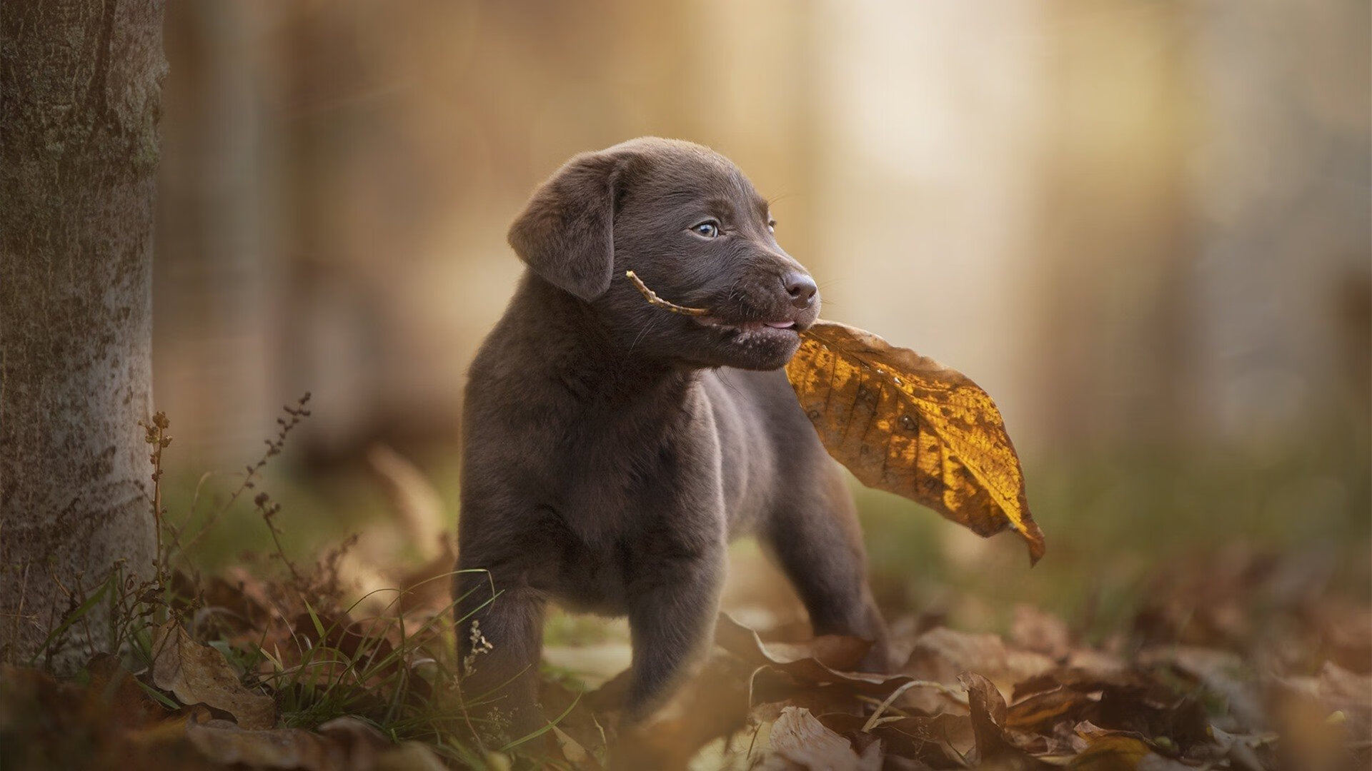 奥运周期关键战之夜，德罗赞存在感拉满，沉默领袖的破晓时刻